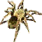 spider.gif (2596 bytes)